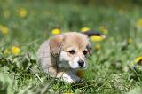 CORGI PEMBROKE 593